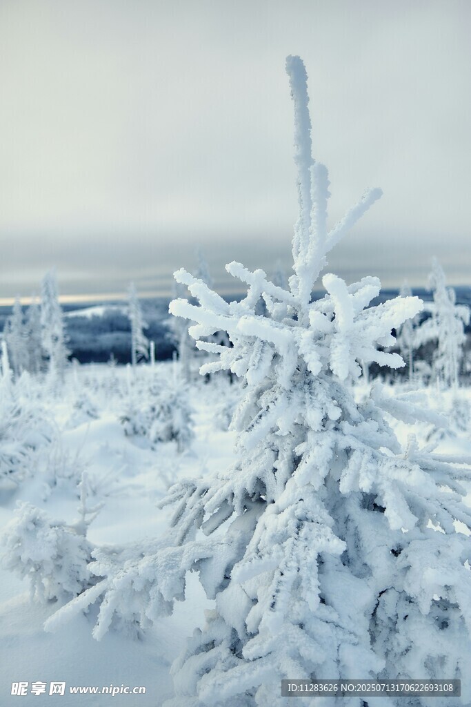 雪覆树木的冬日美景