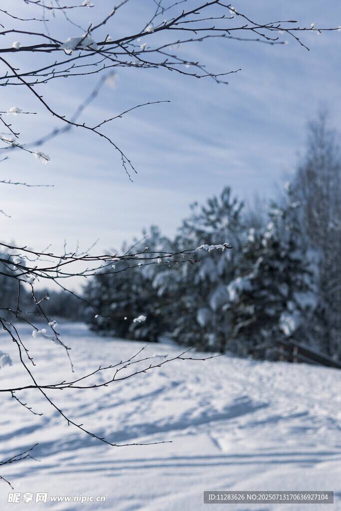 冬日雪地树林风景