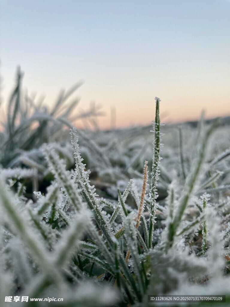 霜覆草地