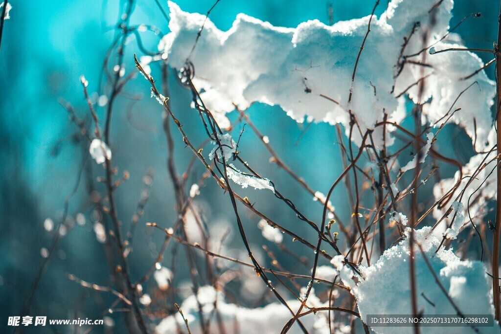 雪覆枯枝的冬日景致