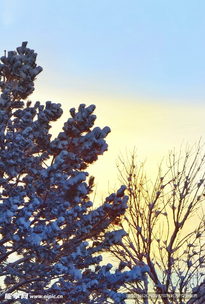冬日雪覆树木的美丽景致