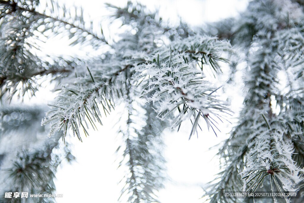 雪覆松枝的冬日美景