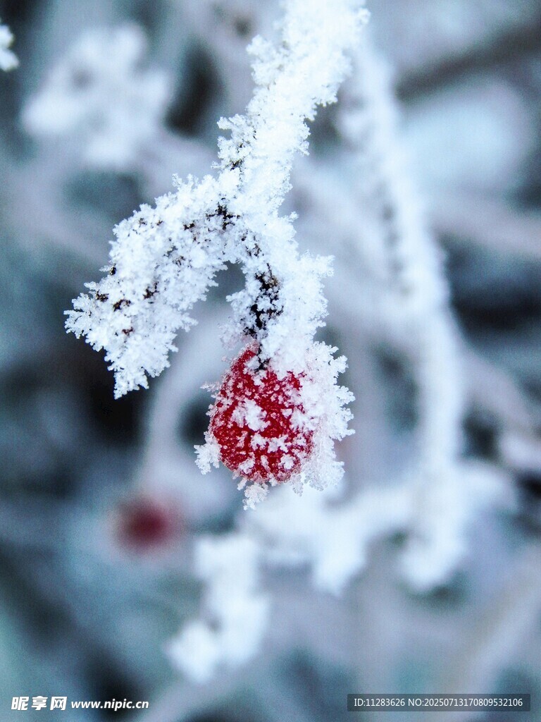 霜覆红果的冬日美景