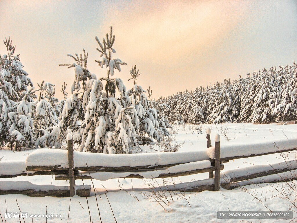 冬日雪景中的木栅栏与树林