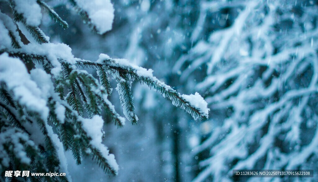 雪覆松枝的冬日美景