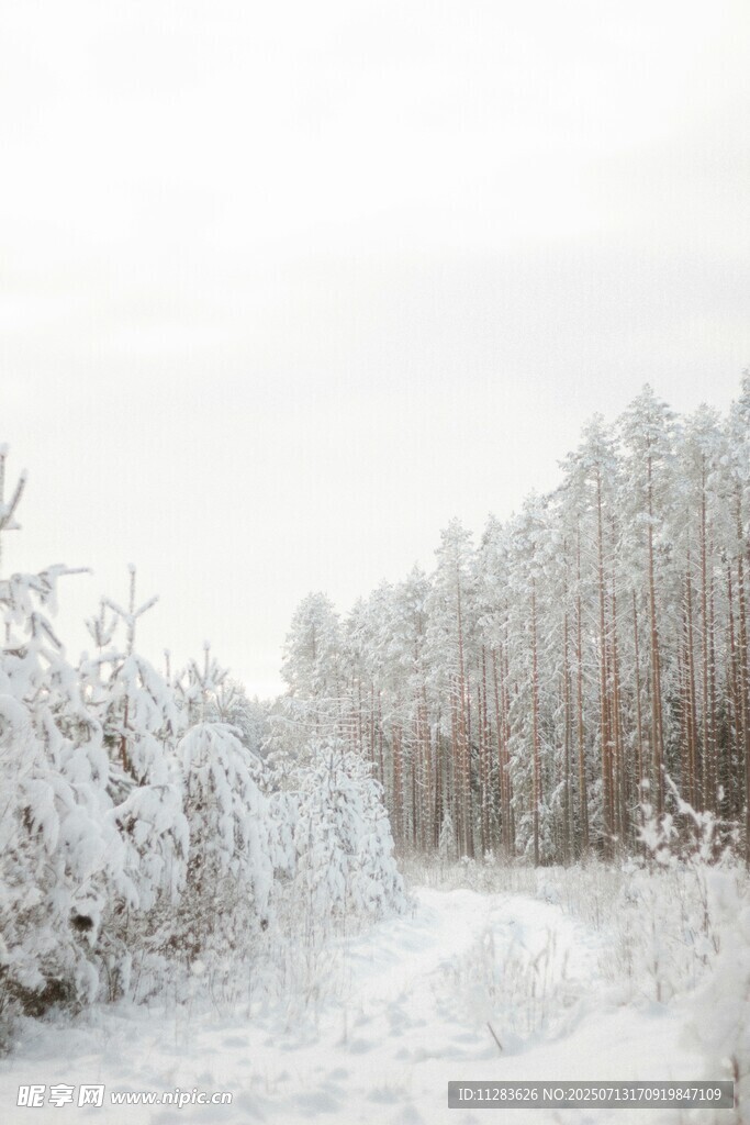 冬日雪景中的银白树林