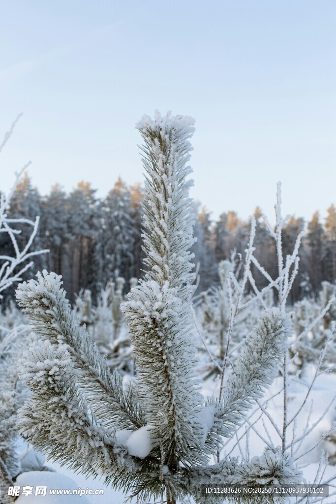 冬日雪景中的覆雪松树