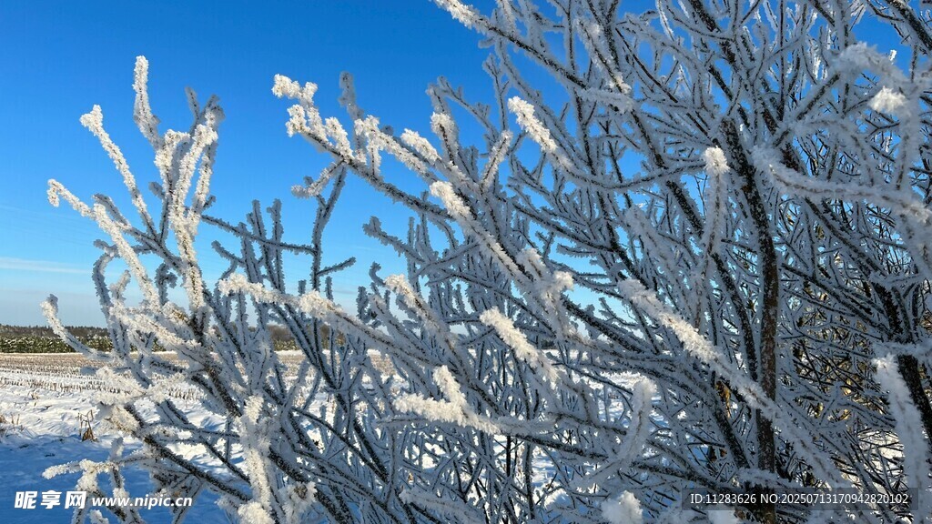 冬日枝头覆雪美景