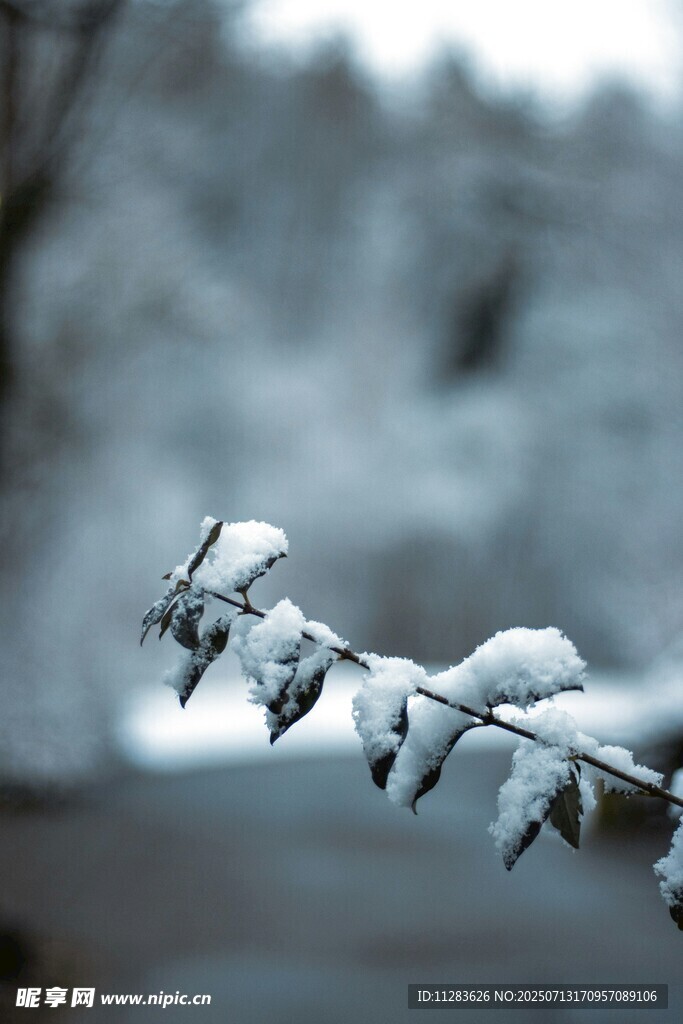 枝头覆雪