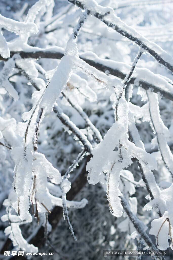 冬日枝头覆雪美景