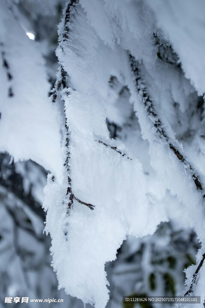 枝头覆雪的冬日景象