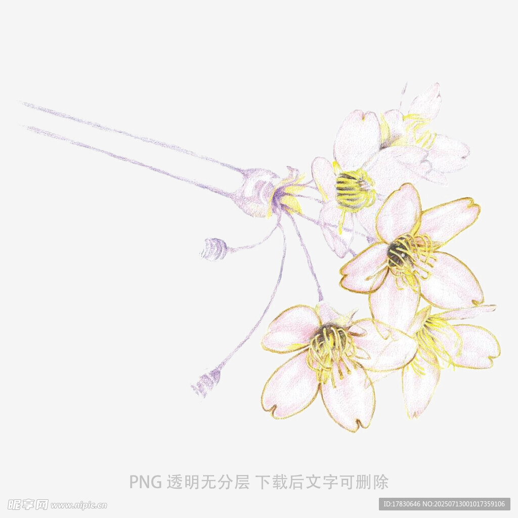 淡雅白色花卉插画