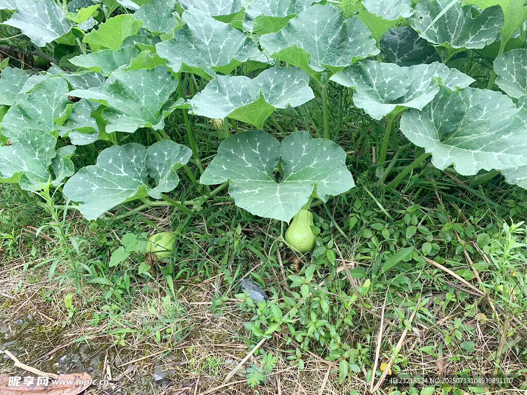 南瓜藤