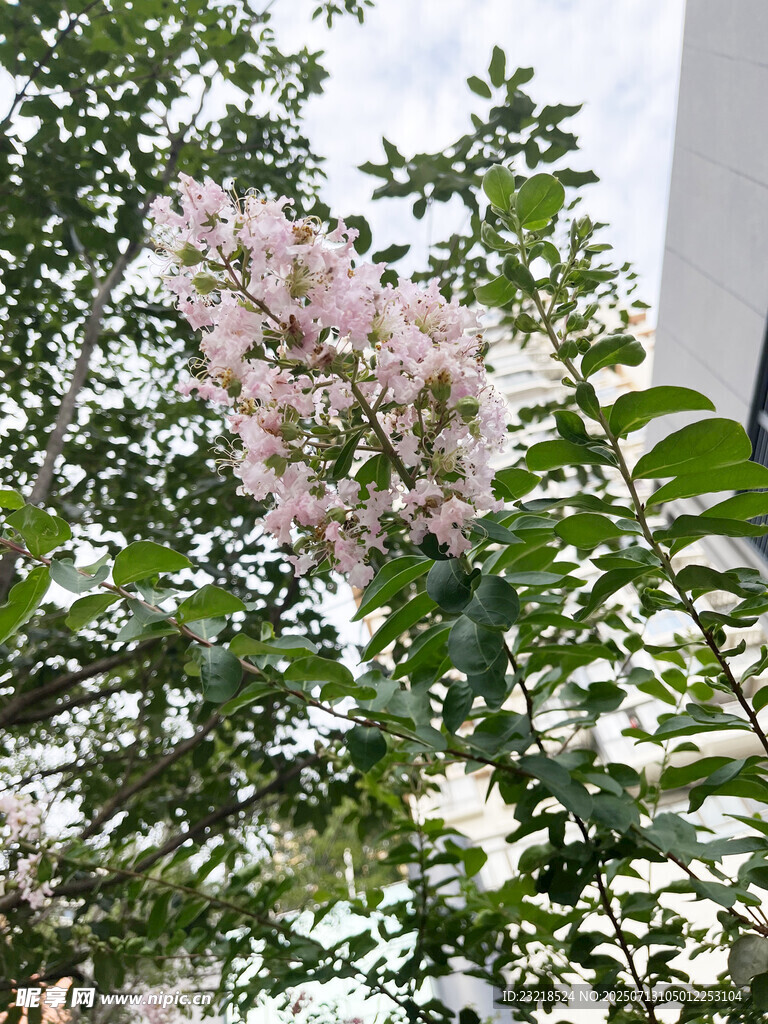 紫薇花