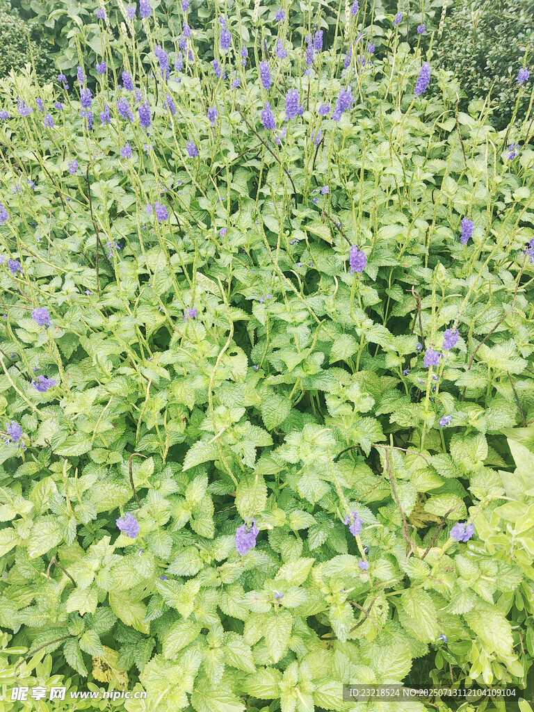 荆芥