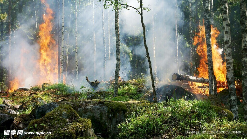 森林起火场景