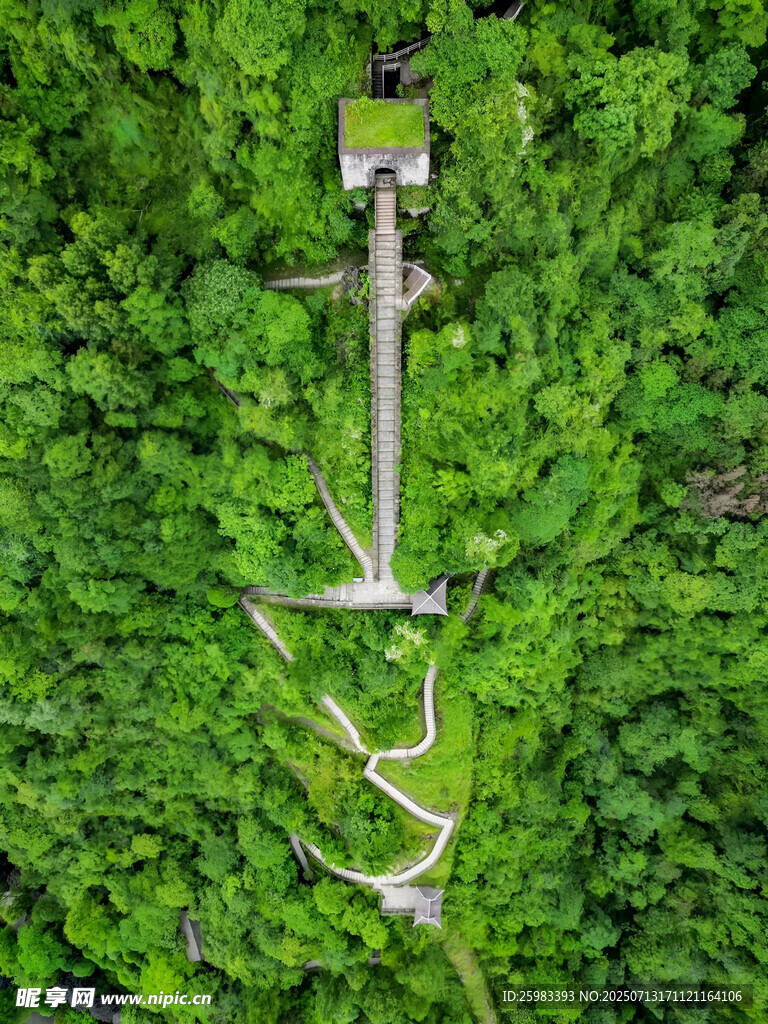 森林