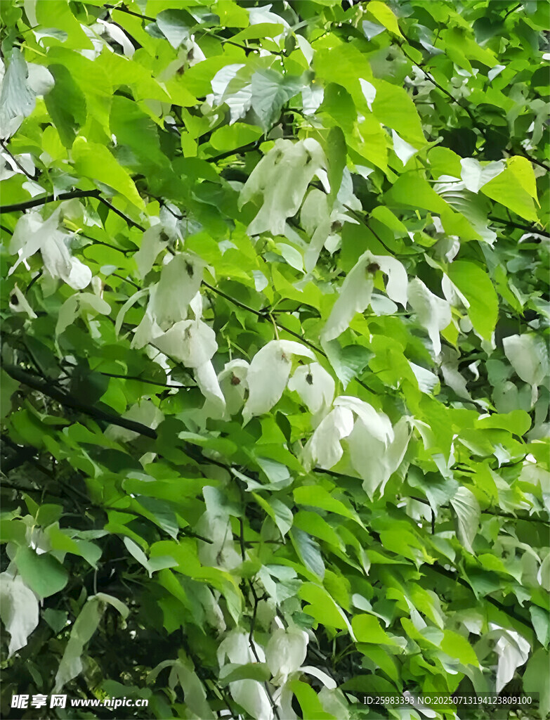 珙桐花
