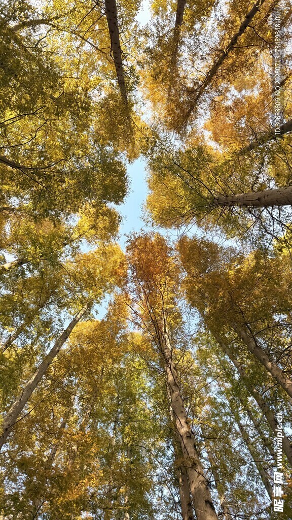 秋日森林