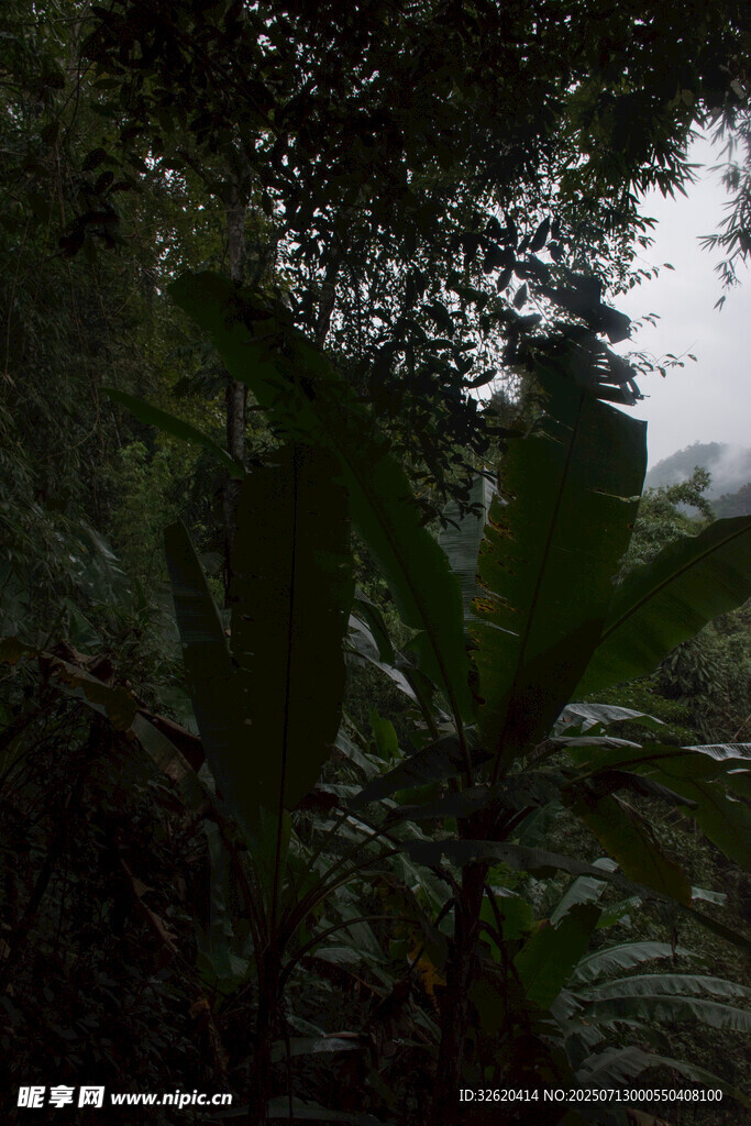 茂密丛林中的绿色植物