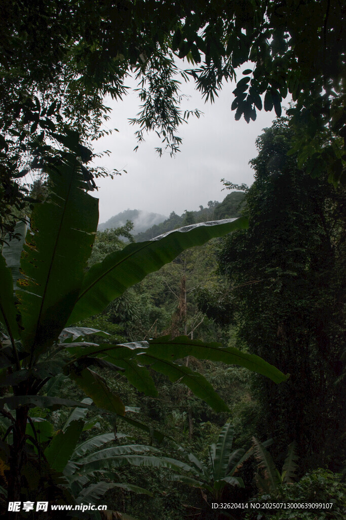 雨林中的繁茂植物景观