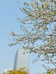 城市中绽放的繁花绿树 花朵