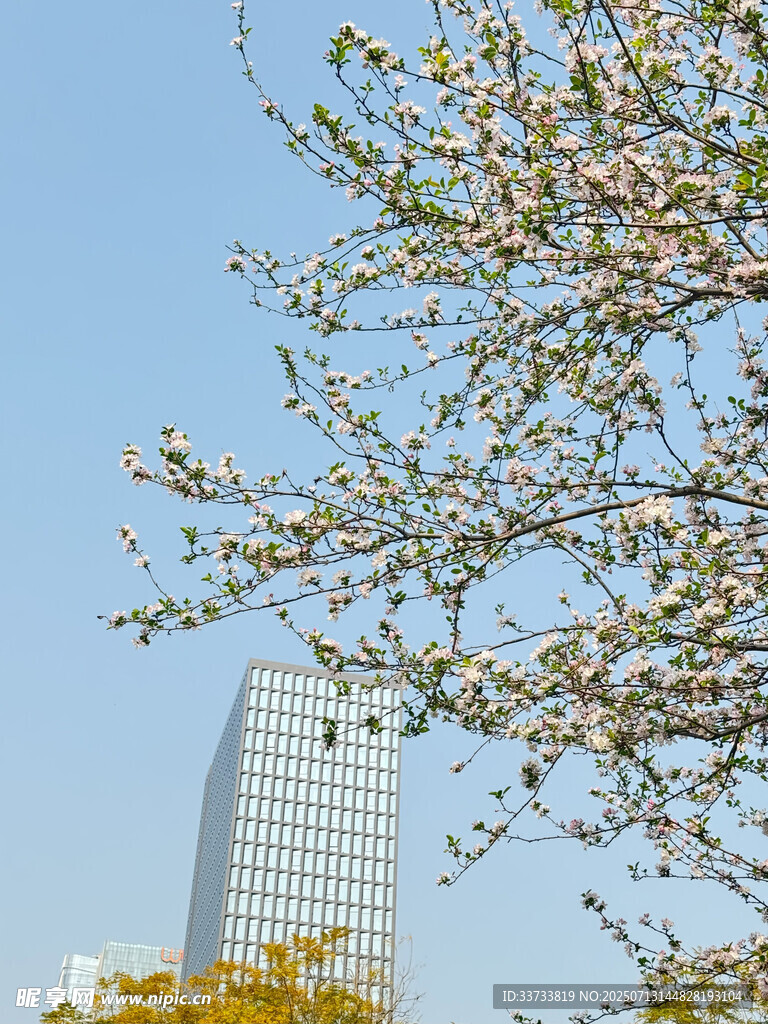 城市中绽放的繁花绿树 花朵