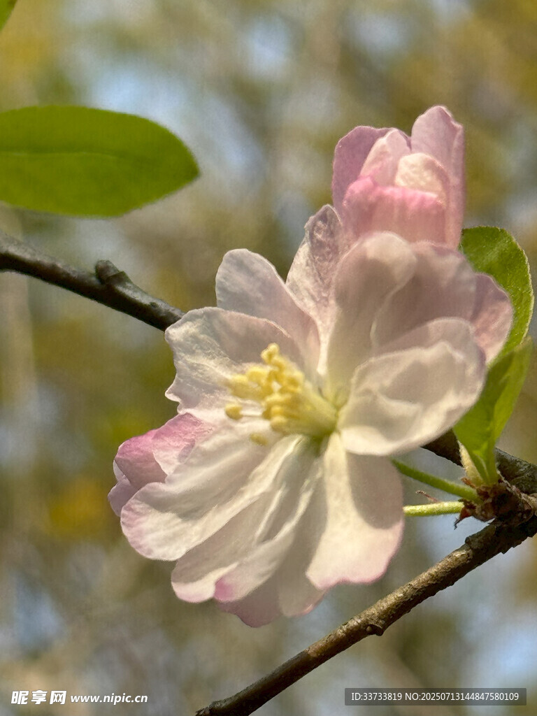 枝头绽放的粉嫩苹果花朵