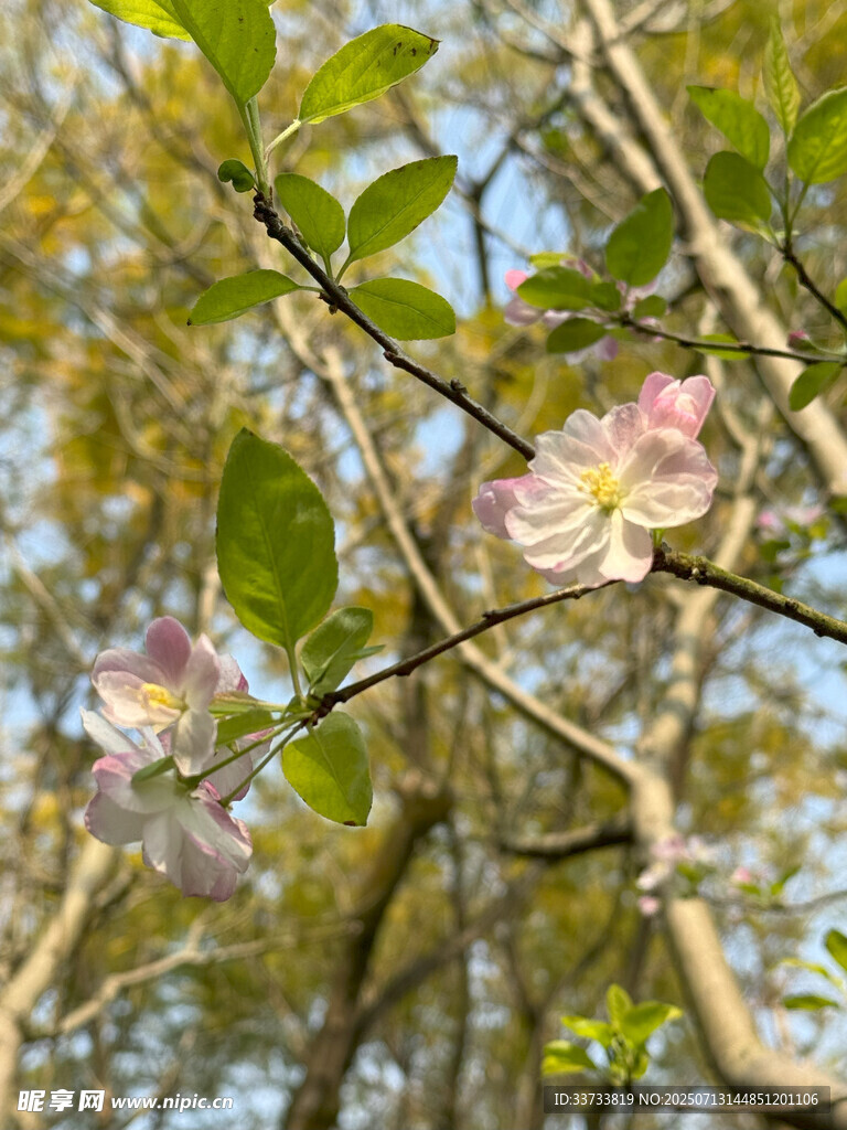 枝头绽放的粉嫩花朵