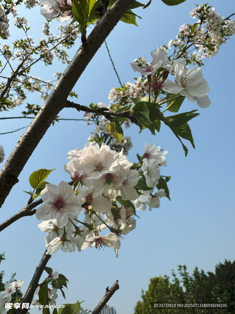 枝头绽放的美丽白色花朵