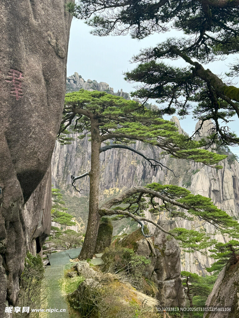 黄山奇松屹立于峭壁间