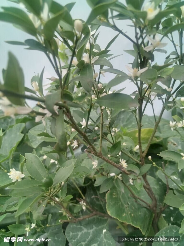 桔树开花结果