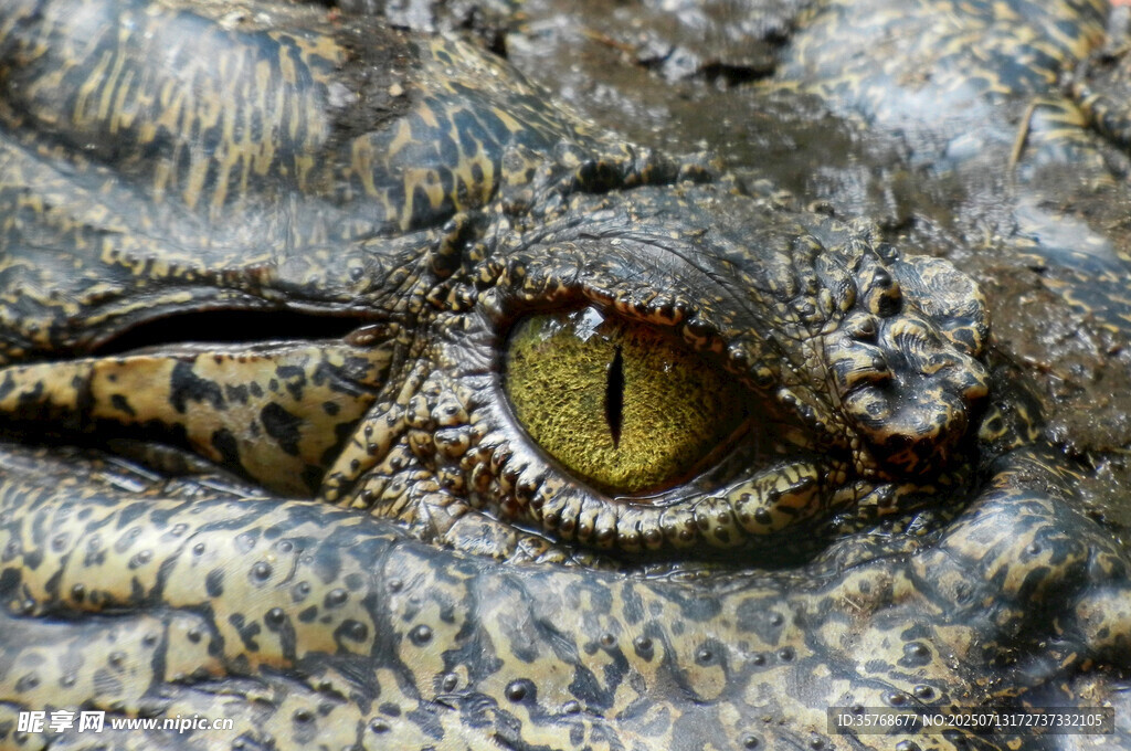 鳄鱼眼睛特写