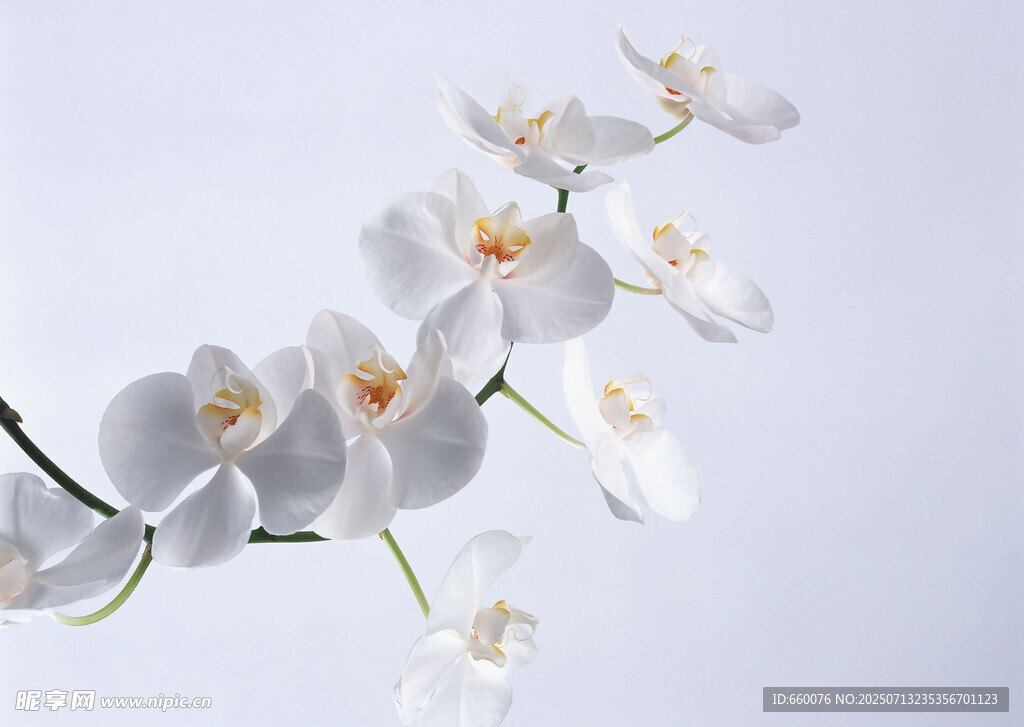 白色兰花特写