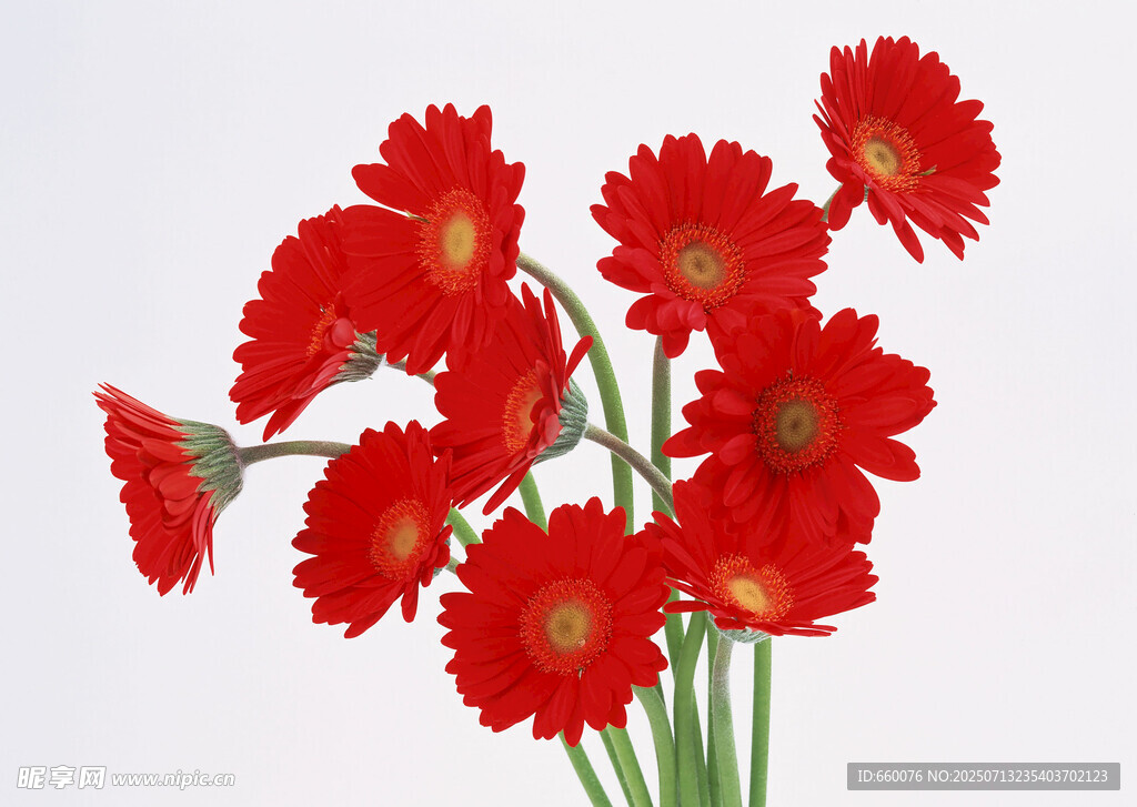 鲜艳红色非洲菊插花