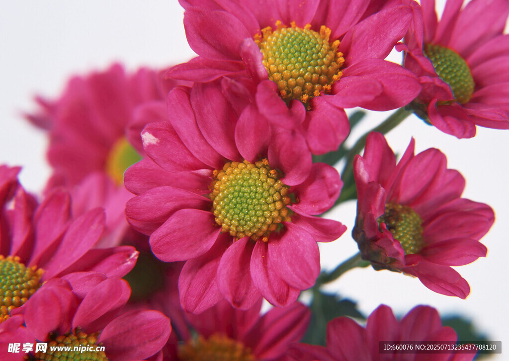 鲜艳玫红菊花特写