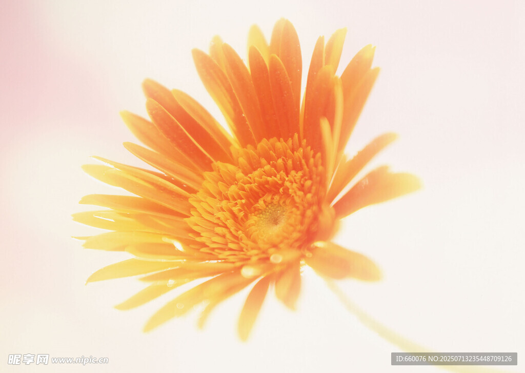 橙色雏菊特写