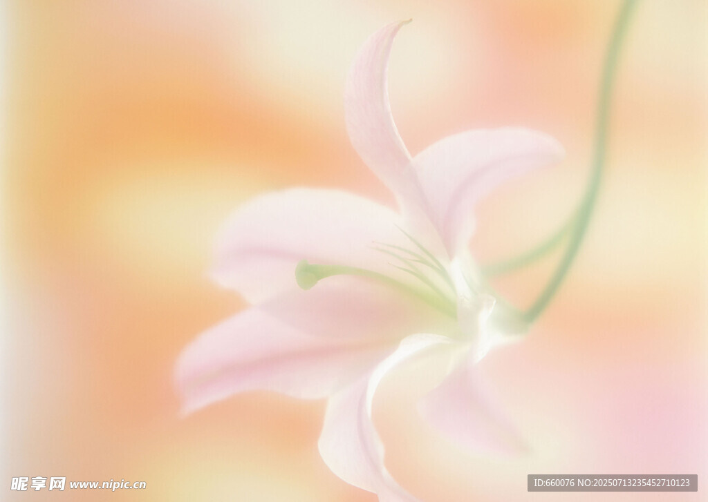 粉色柔美单朵花卉插画