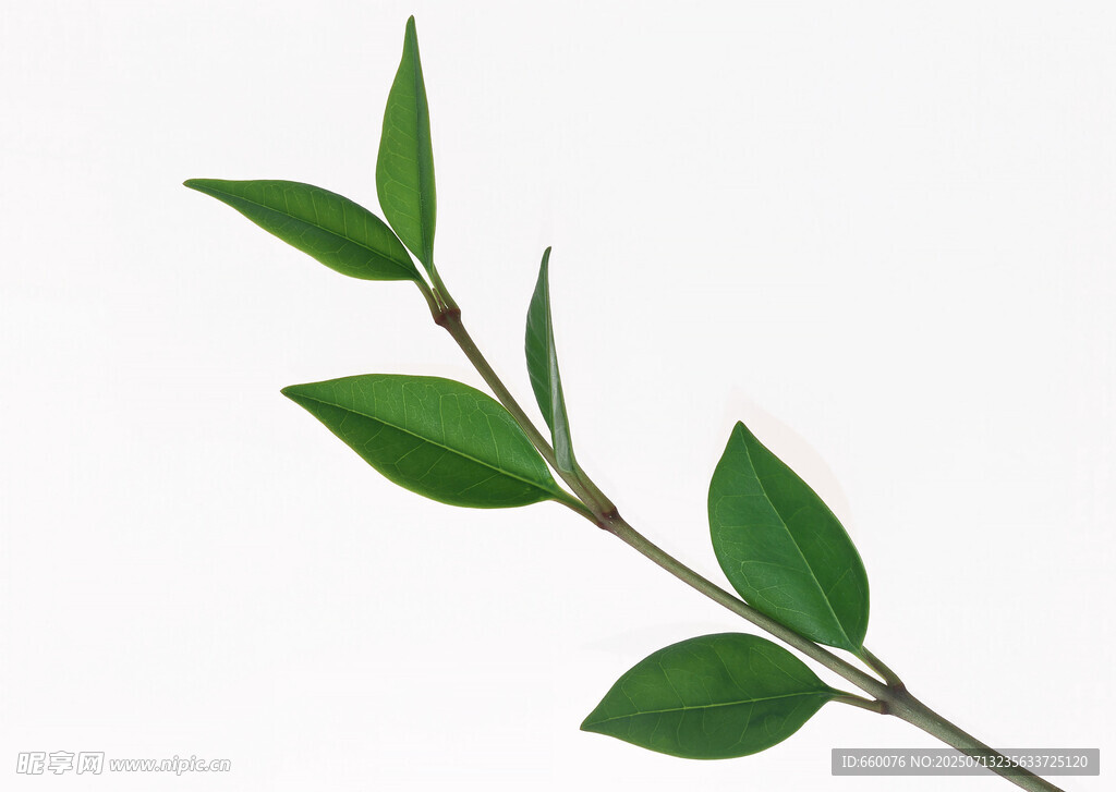 轮生绿叶植物特写