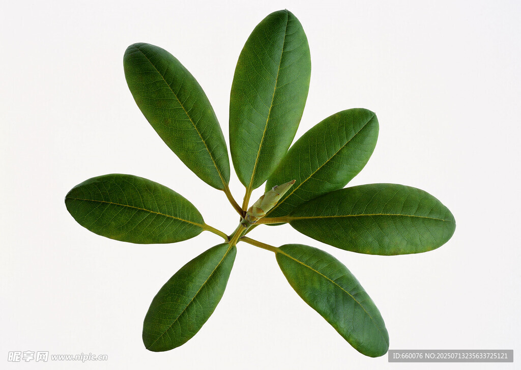 轮生绿叶植物特写
