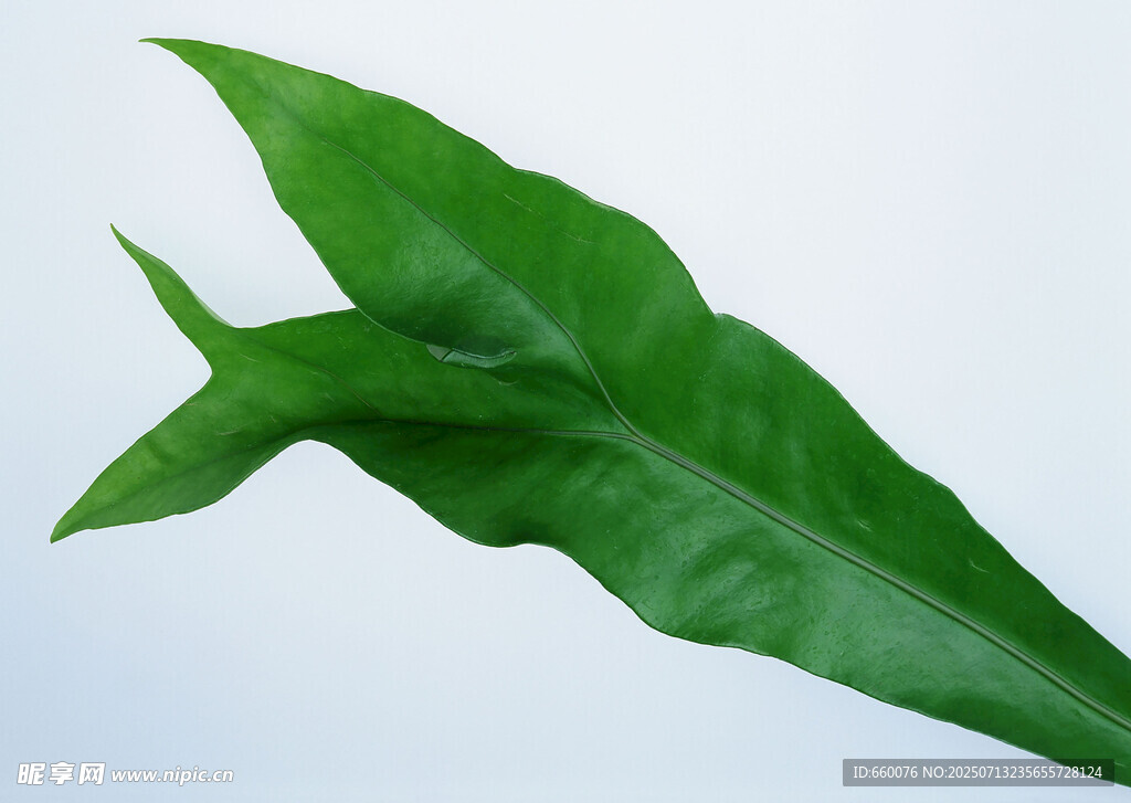 独特形状的绿色植物叶片