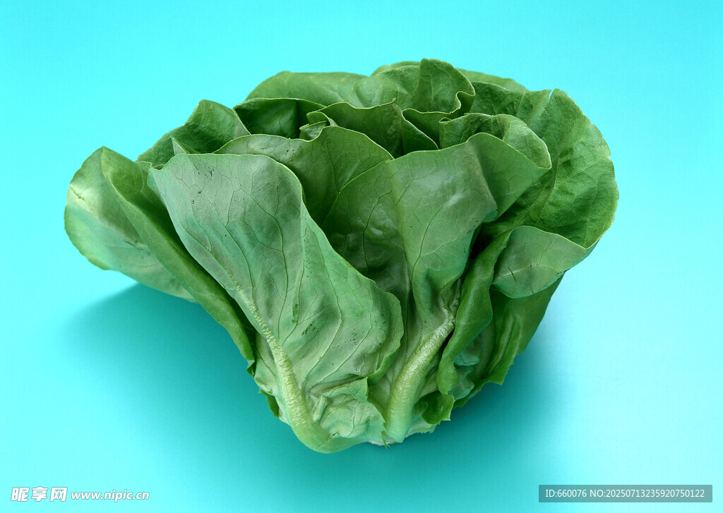 新鲜生菜 翠绿欲滴