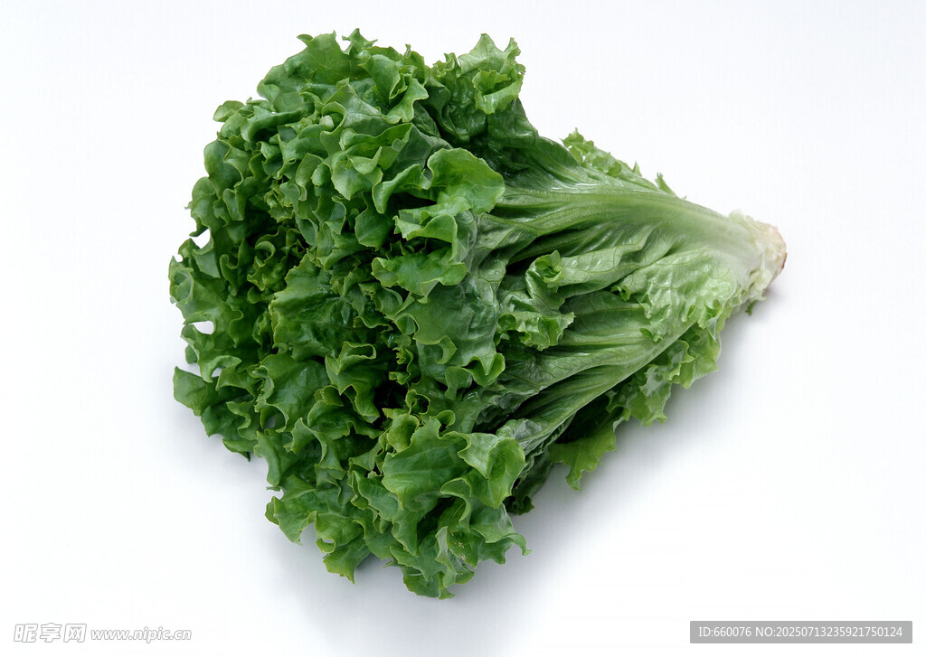 新鲜翠绿的生菜