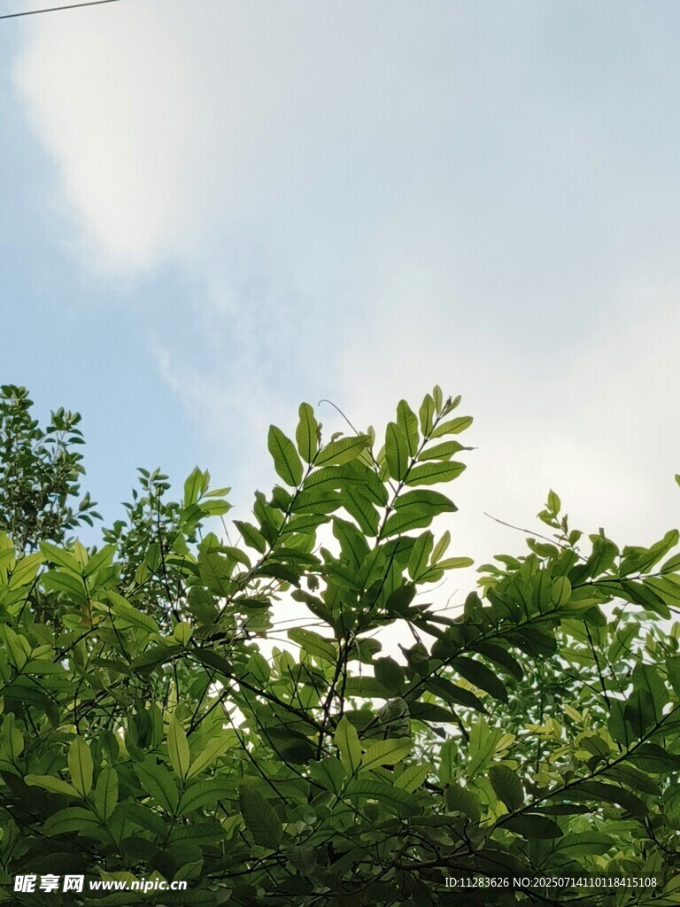 绿叶映蓝天的清新景致
