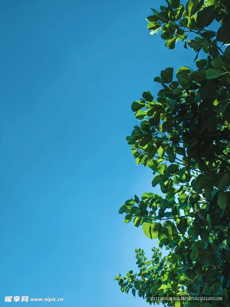 蓝天绿叶的清新景致