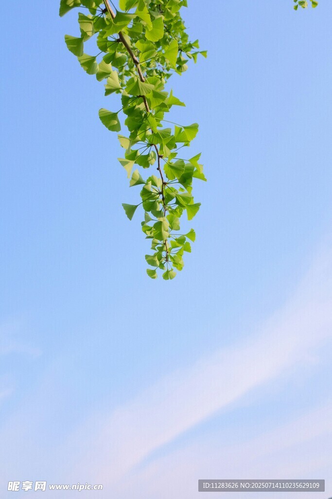 蓝天绿叶