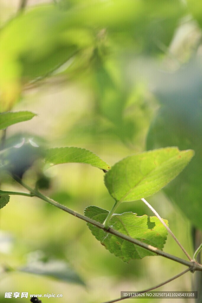 嫩绿枝叶上的清新景致