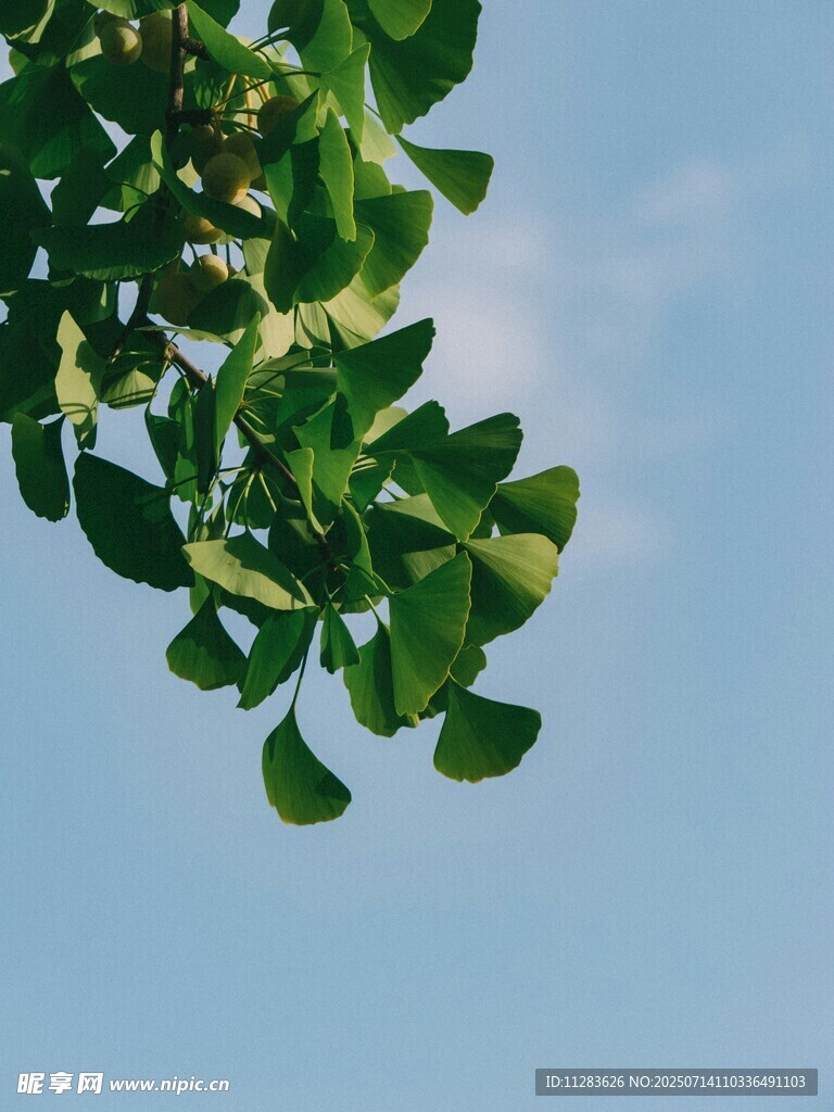 绿叶映蓝天