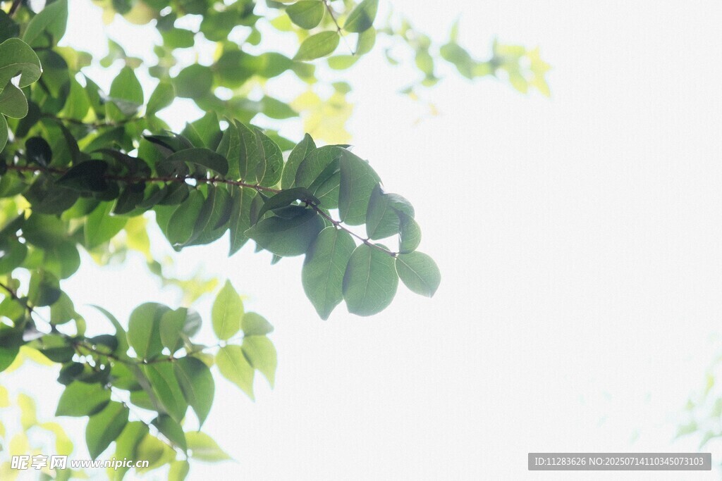 绿叶在阳光下的清新景致