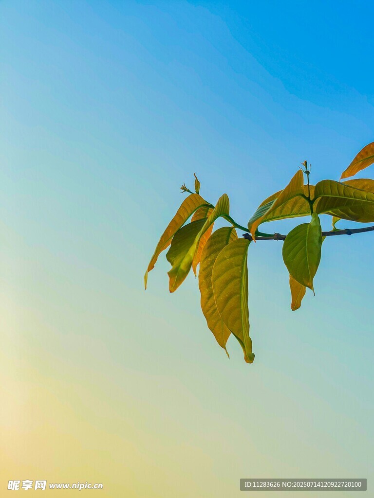 阳光下的嫩绿枝叶